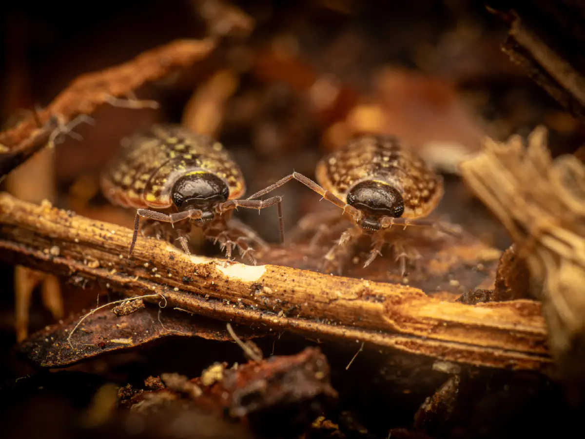 Philoscie des mousses