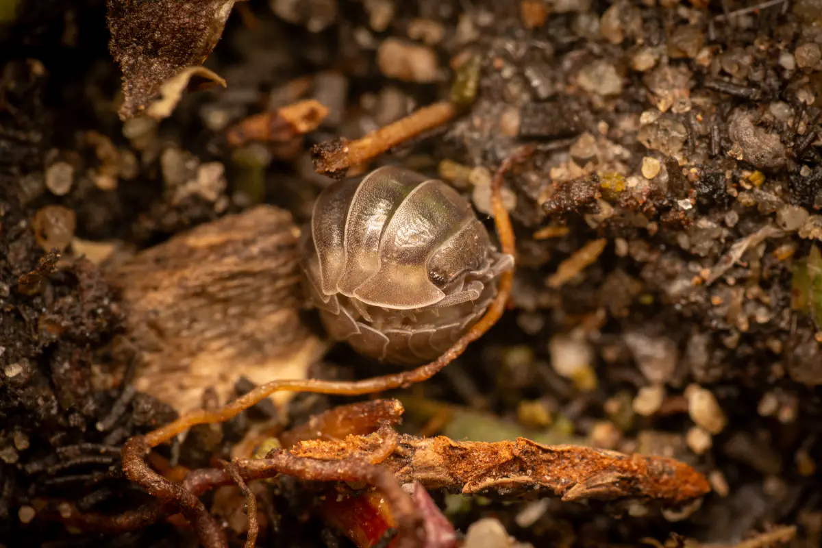 Armadillidiidae – No. 2
