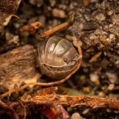 Armadillidiidae