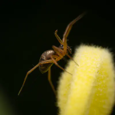 Garden Hammock Spider