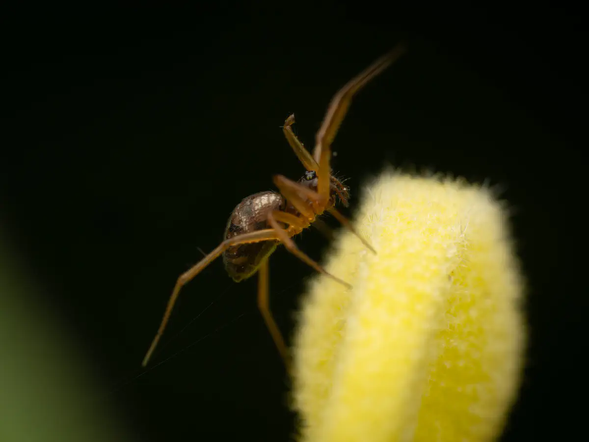 Garden Hammock Spider