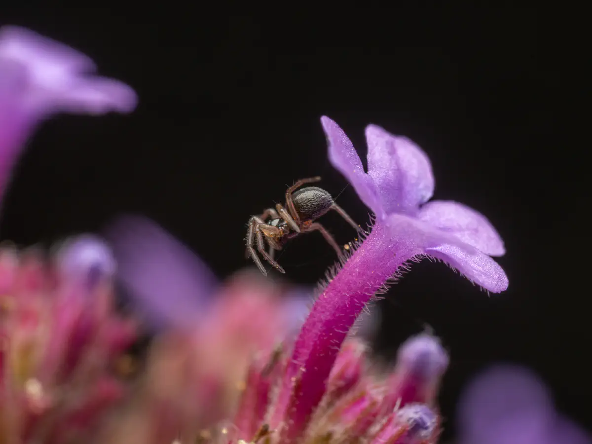 Garden Hammock Spider