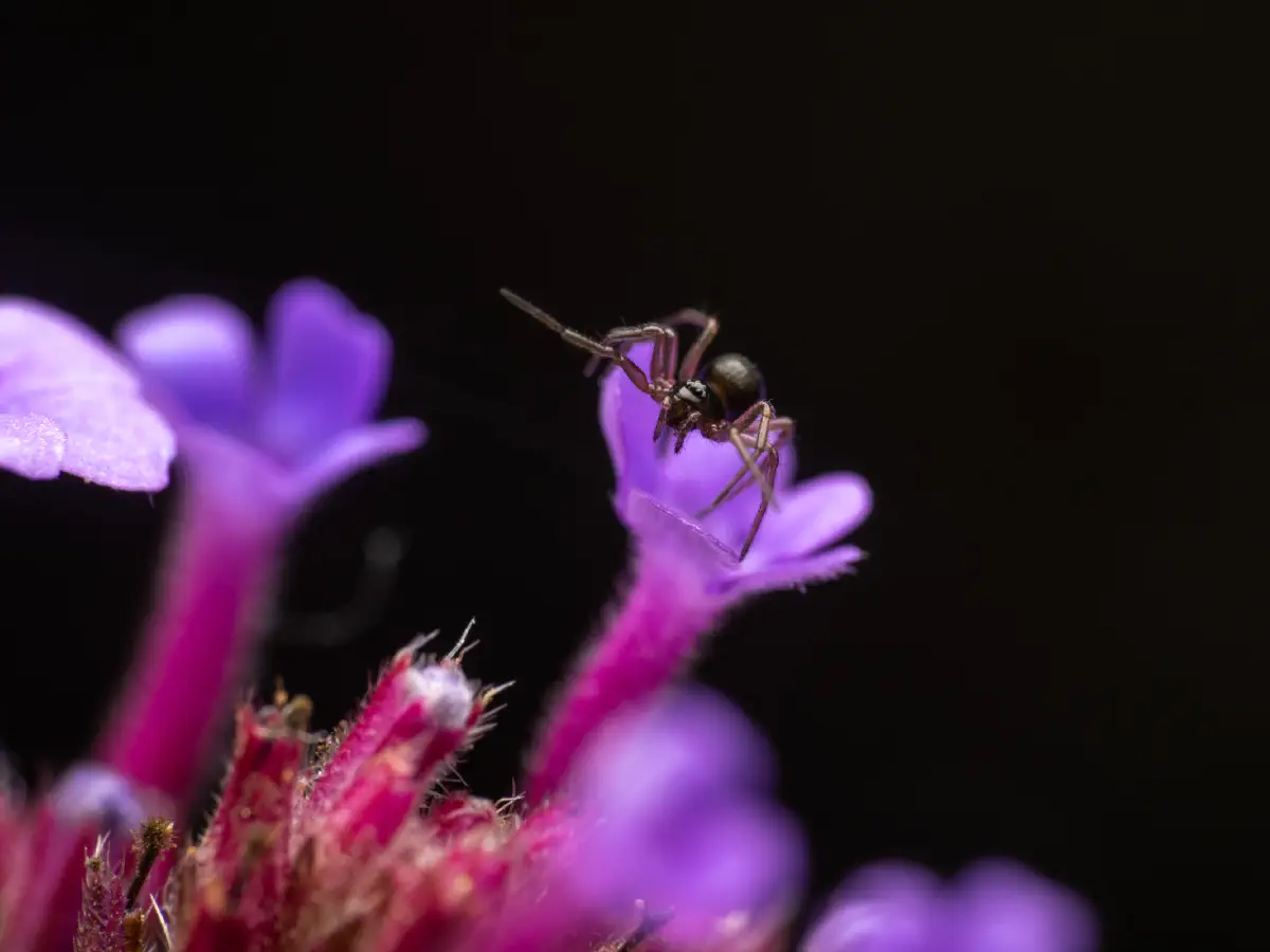 Garden Hammock Spider