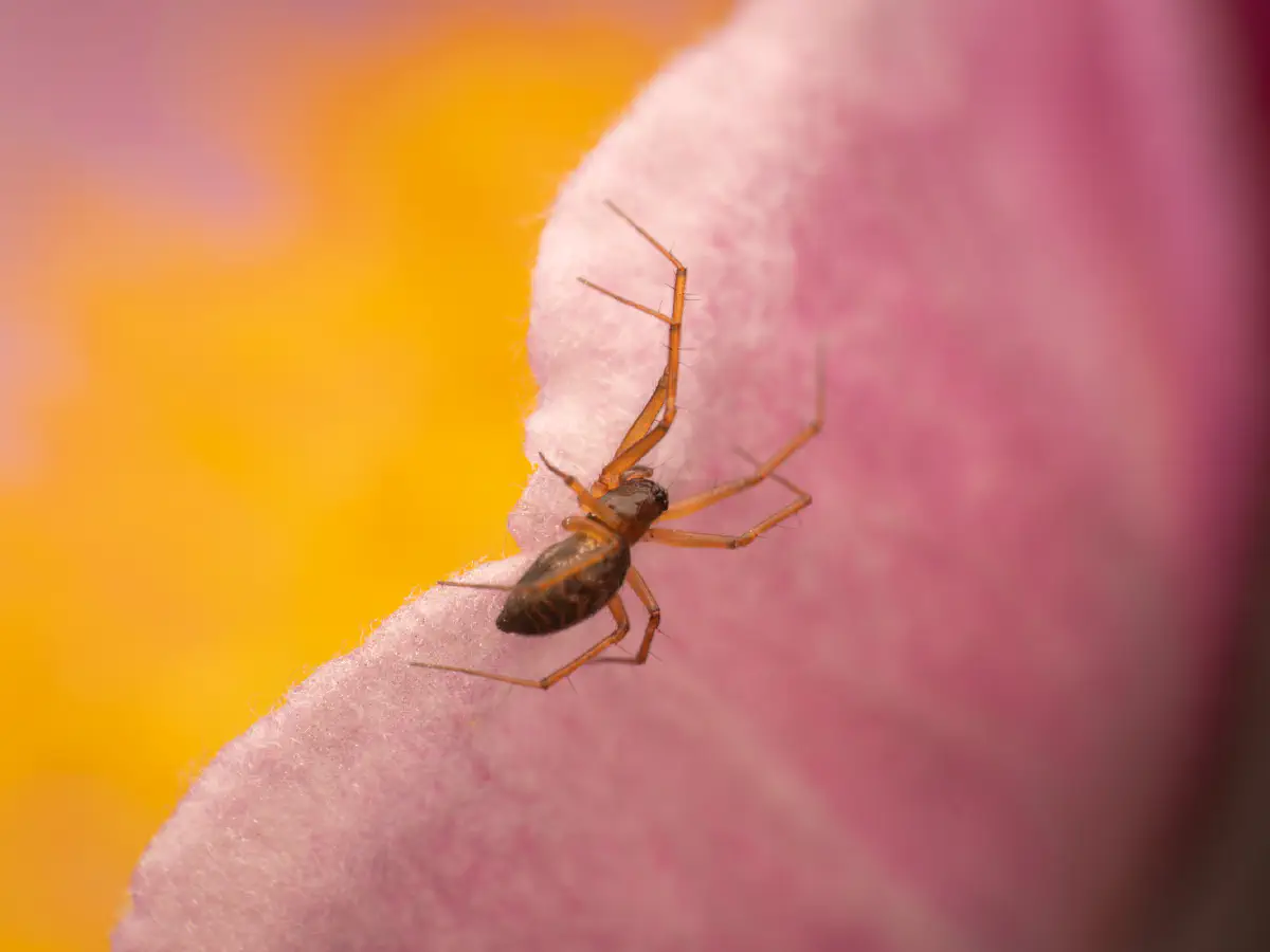 Garden Hammock Spider