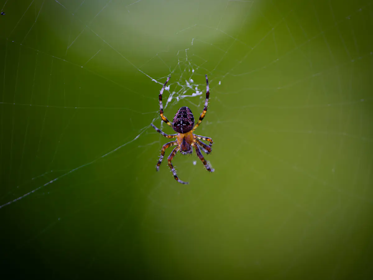 Gartenkreuzspinne