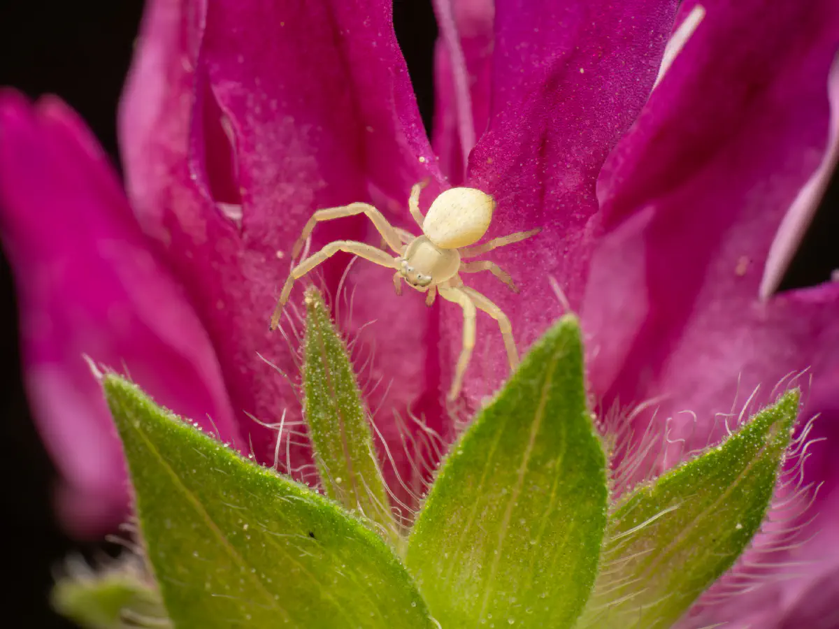 Veränderliche Krabbenspinne