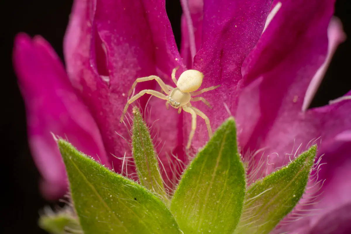 Veränderliche Krabbenspinne