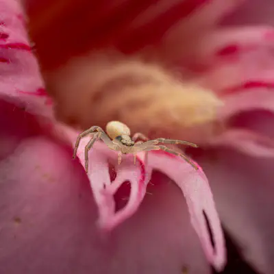 Veränderliche Krabbenspinne