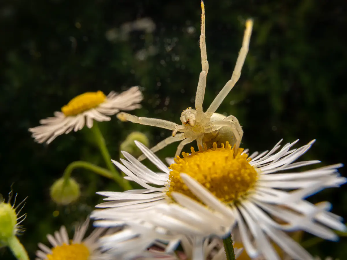 Veränderliche Krabbenspinne
