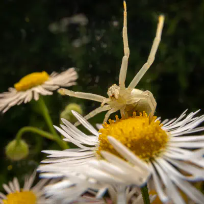 Veränderliche Krabbenspinne