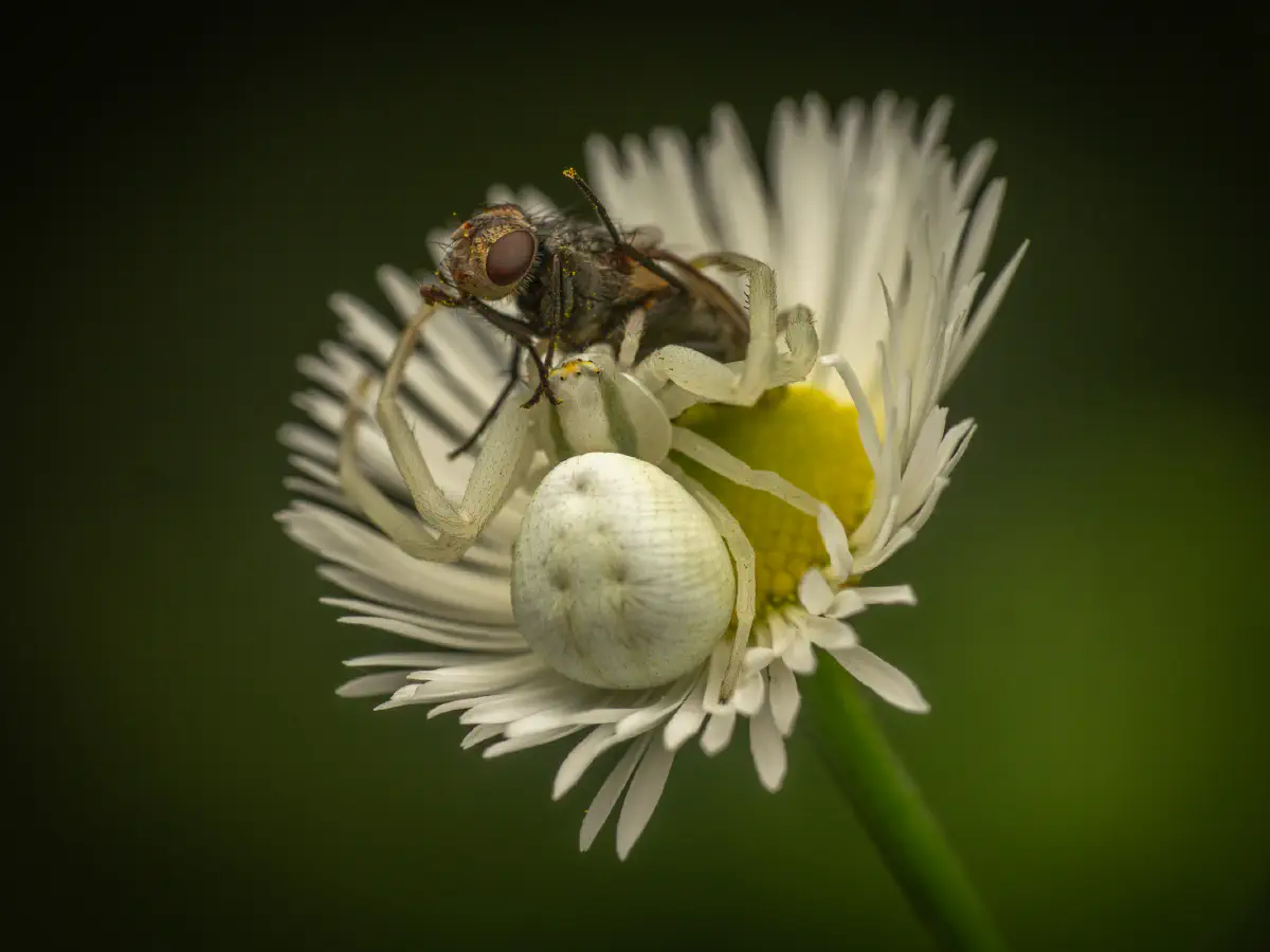 Veränderliche Krabbenspinne