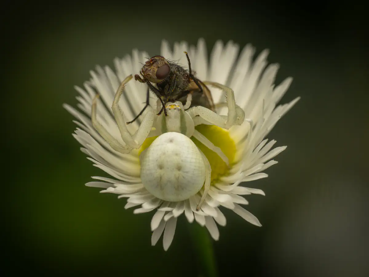Veränderliche Krabbenspinne