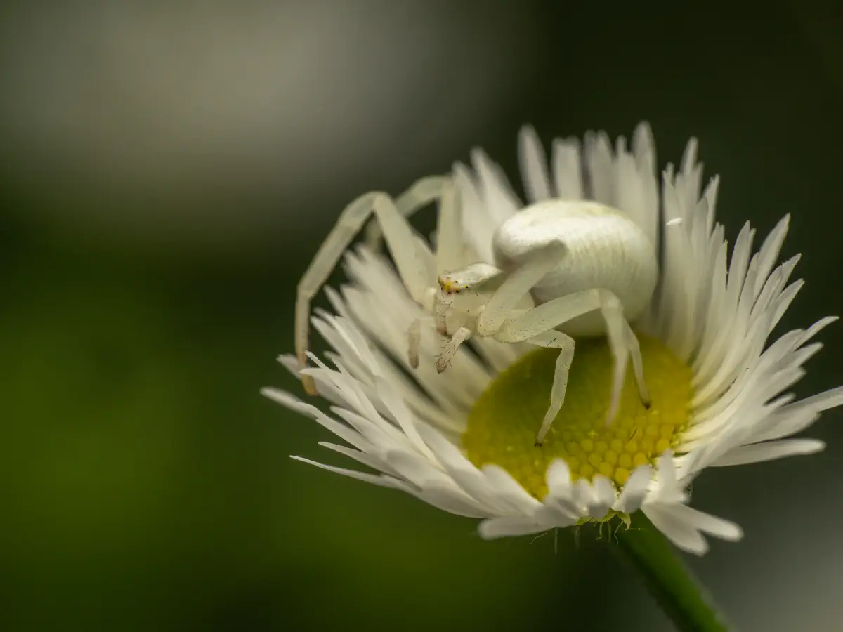 Veränderliche Krabbenspinne