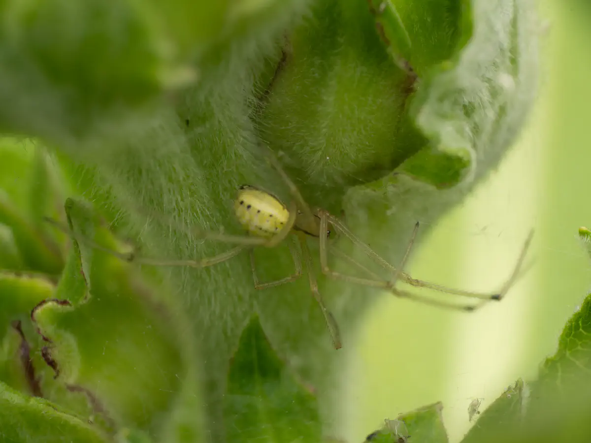 Common candy-striped spider