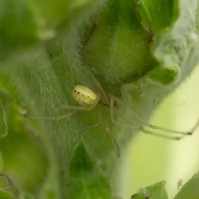Common candy-striped spider