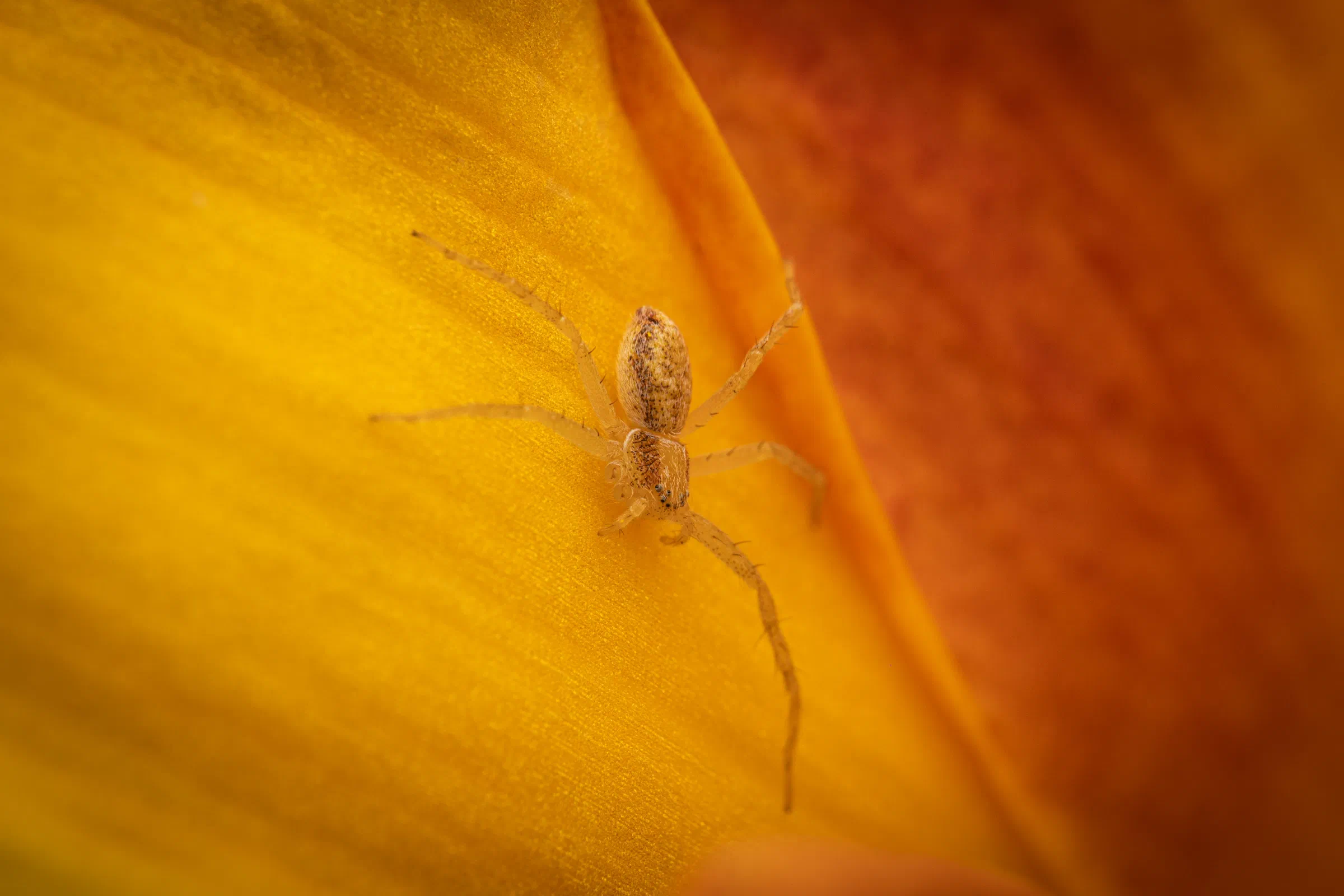 Philodromus rufus