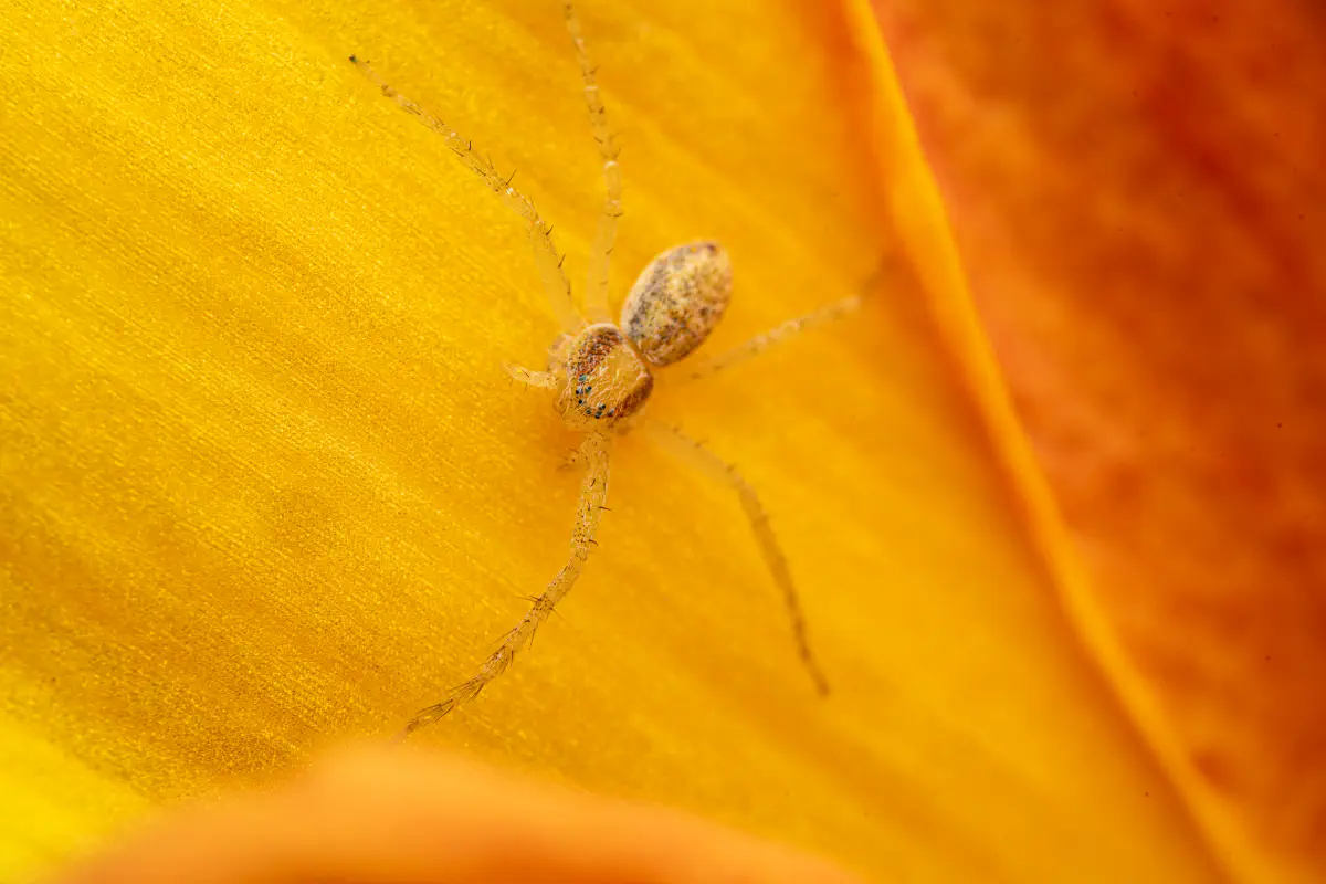 Philodromus rufus – No. 2