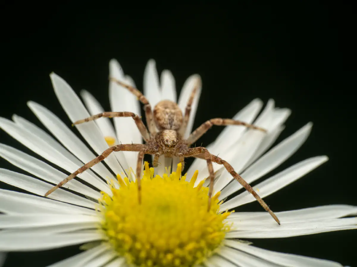 Philodrome disparate