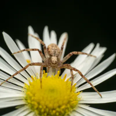 Eurasian Running Crab Spider