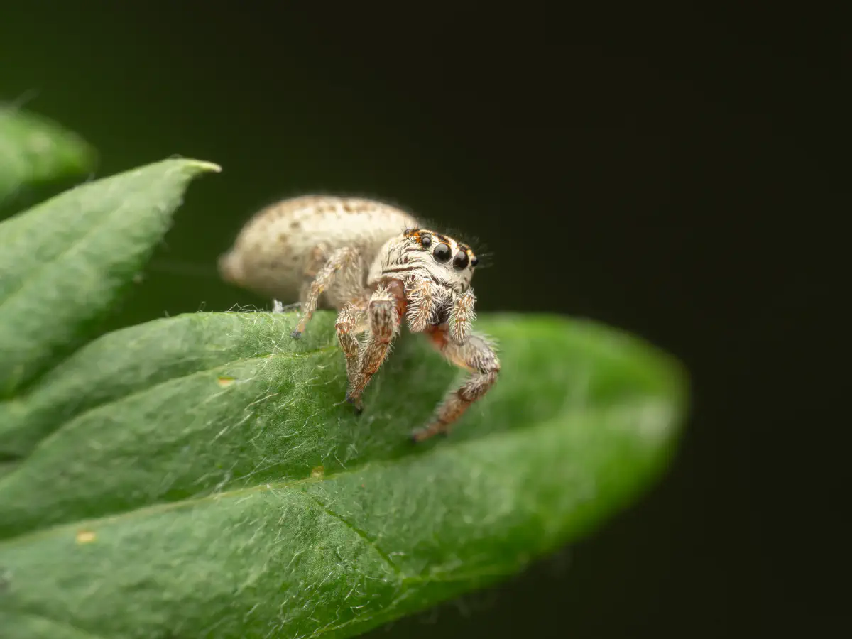 Mile End Jumping Spider