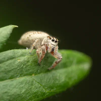 Mile End Jumping Spider