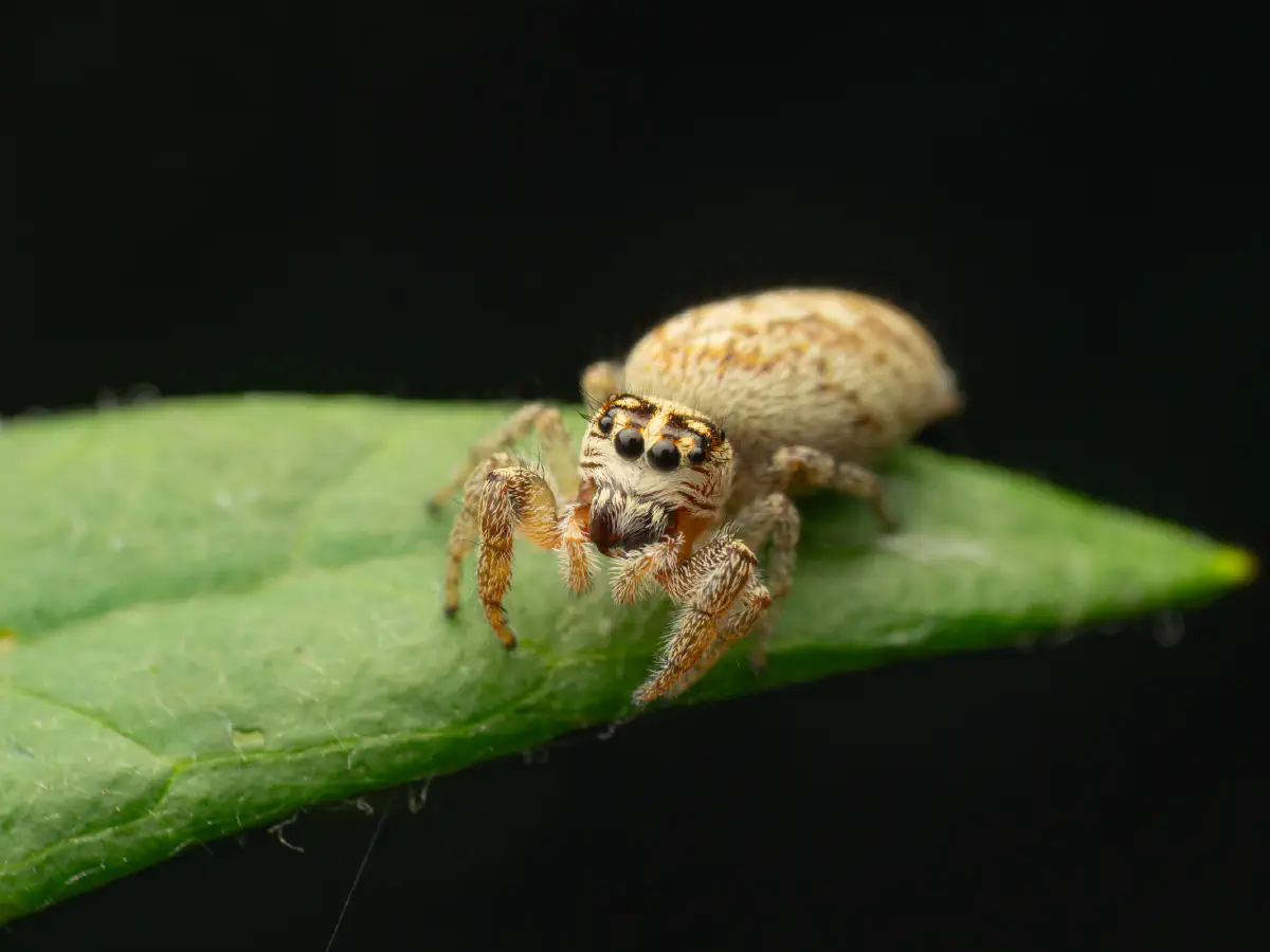 Mile End Jumping Spider