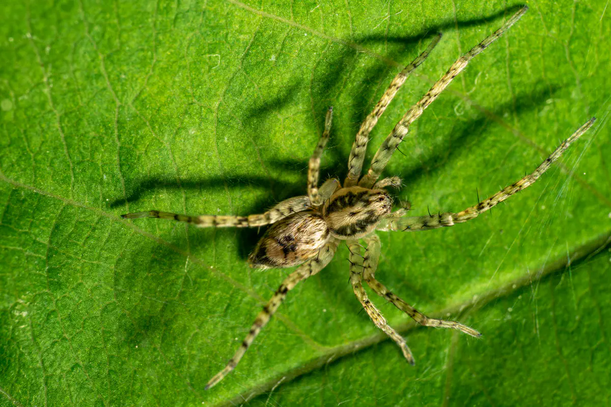 Vierfleck-Zartspinne