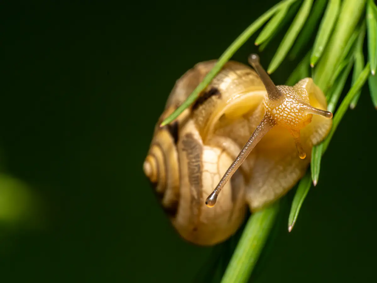 Fruticicola fruticum