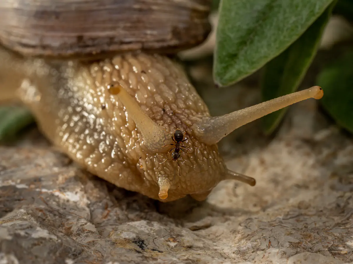 Roman Snail
