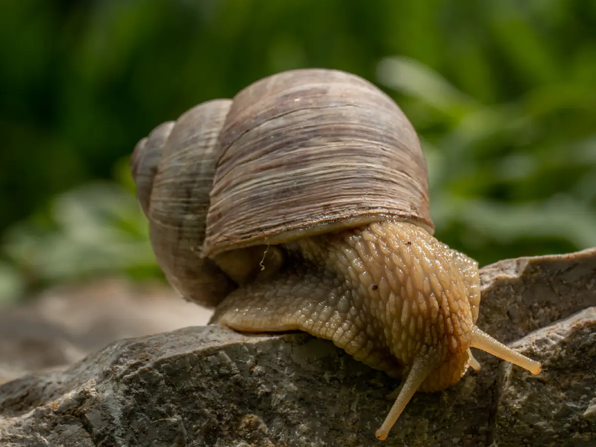 Roman Snail